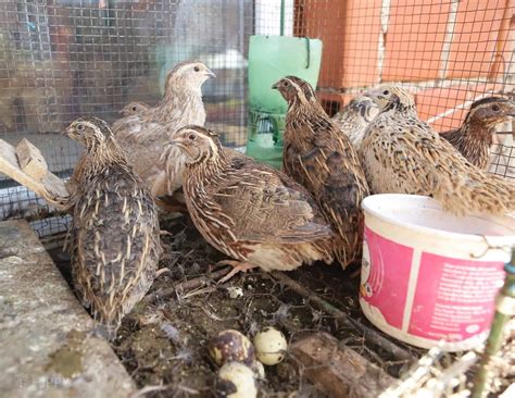 What Can Quails Eat