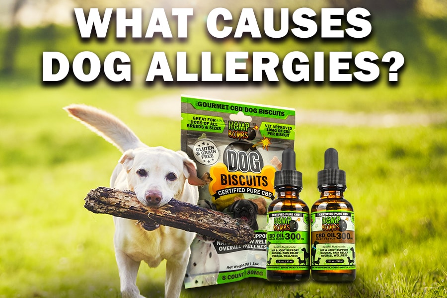 What Causes Dog Allergies? Relief Tips