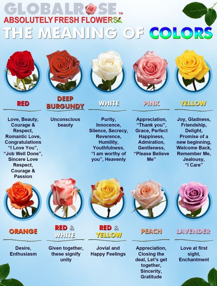 What Do All The Different Color Roses Mean The Meaning Of Color