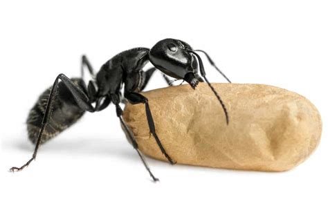 What Do Carpenter Ants Eat 3 Tips To Get Rid Of Them