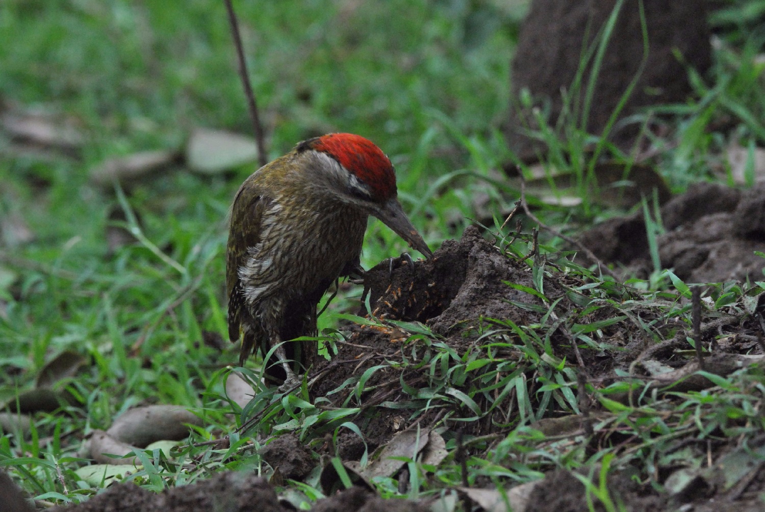 What Do Woodpeckers Eat