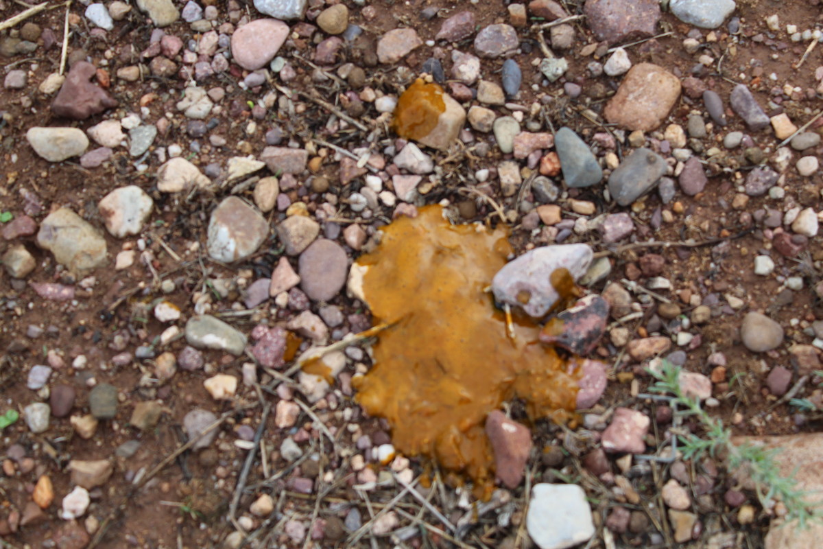 What Does Yellow Dog Poop Mean