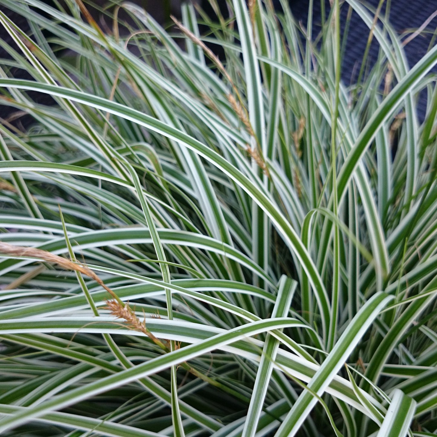 What Is Carex Oshimensis Everest? Growing Tips