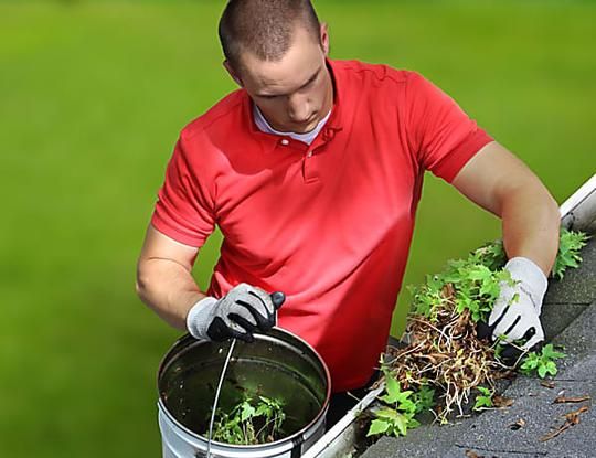 What Is Chinese Kousa Dogwood? Care Tips