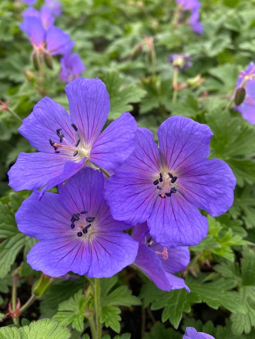 What Is Cranesbill Blue Cloud? Growing Tips