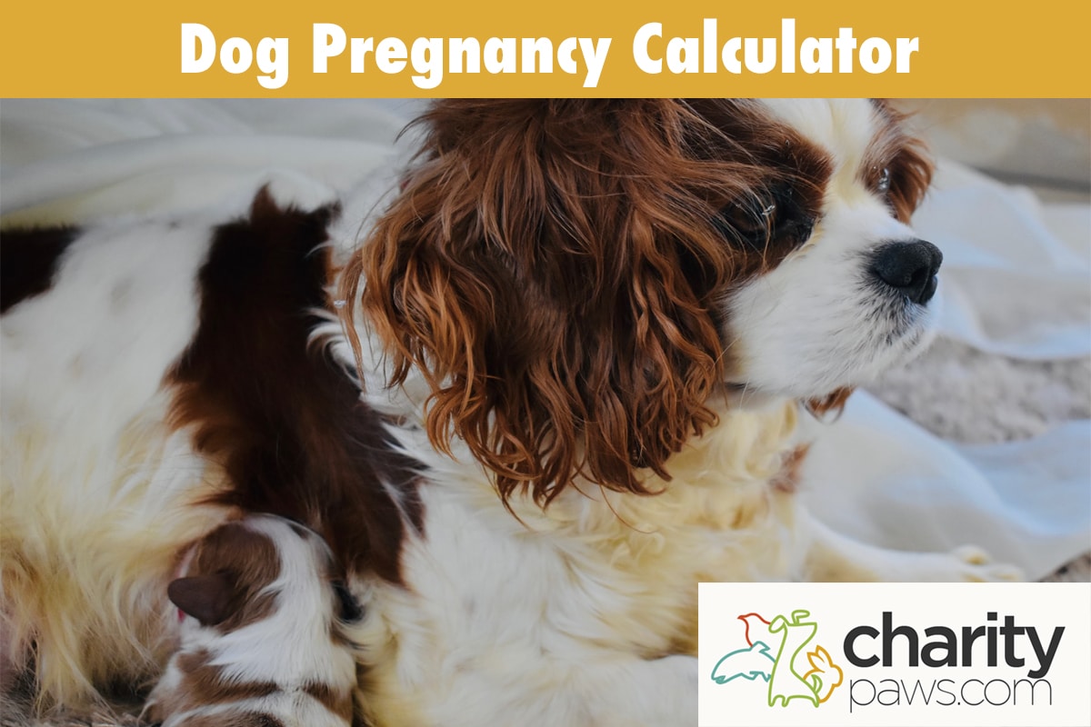 What Is Dog Pregnancy Calculator? Accurate Due Dates