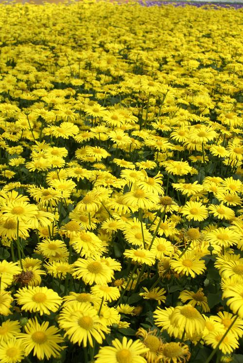 What Is Doronicum 'Little Leo'? Growing Tips