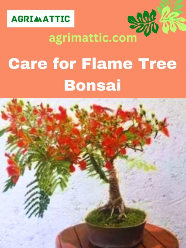 What Is Eternal Flame Tree? Care Tips Inside