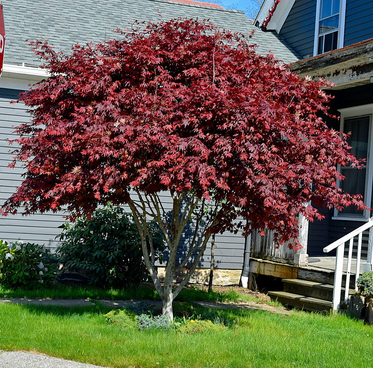 What Is Fireglow Japanese Maple? Care Tips