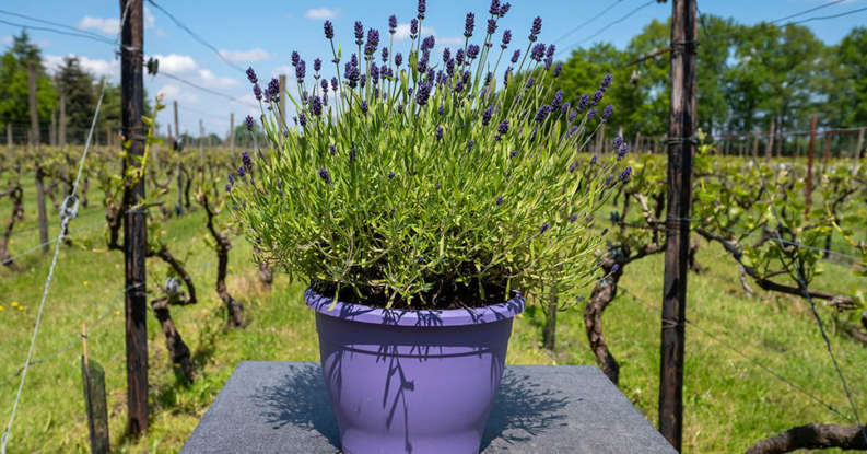 What Is Little Lady Lavender? Growing Tips