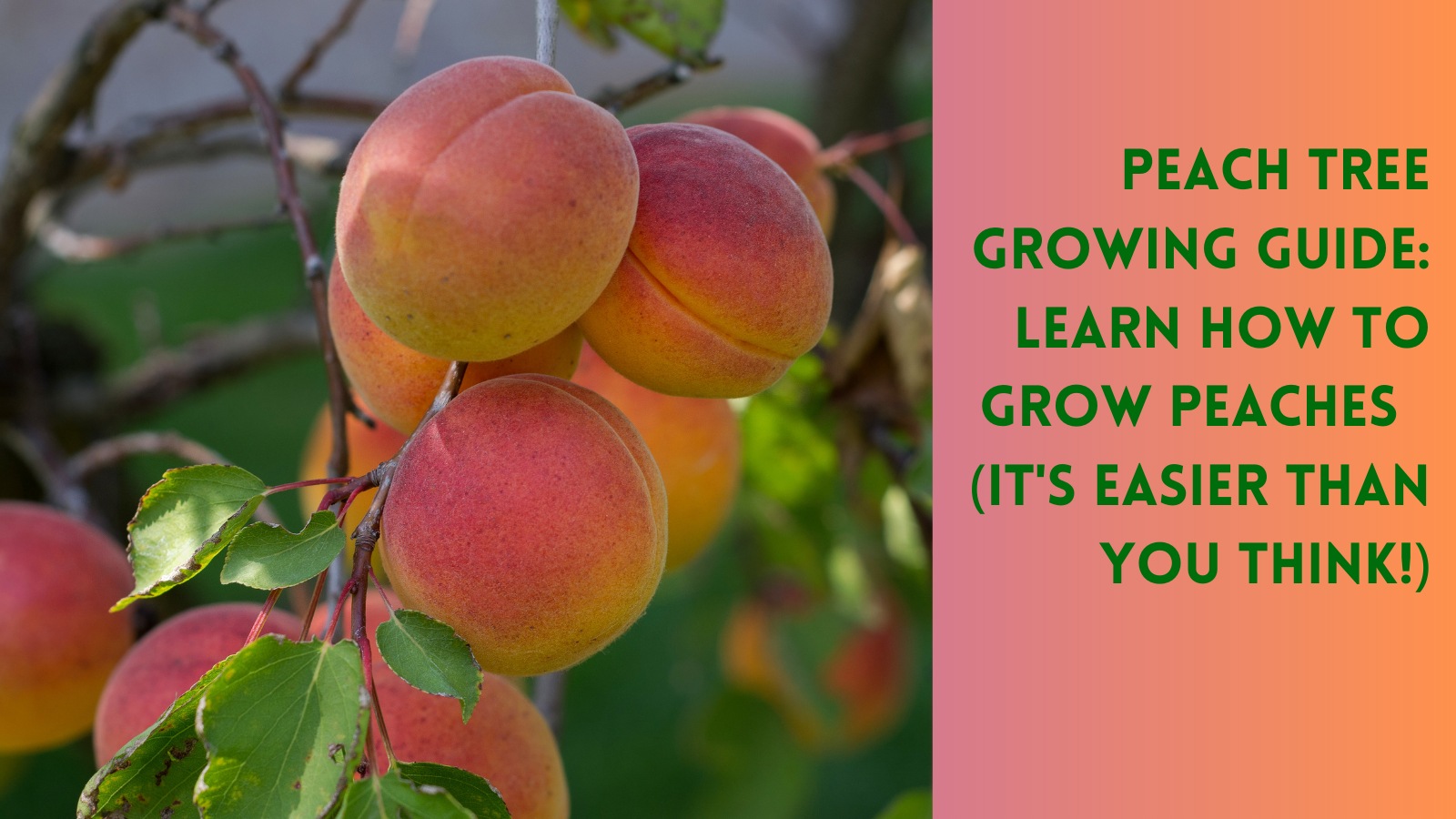 What Is Peach Tree Species? Expert Guide