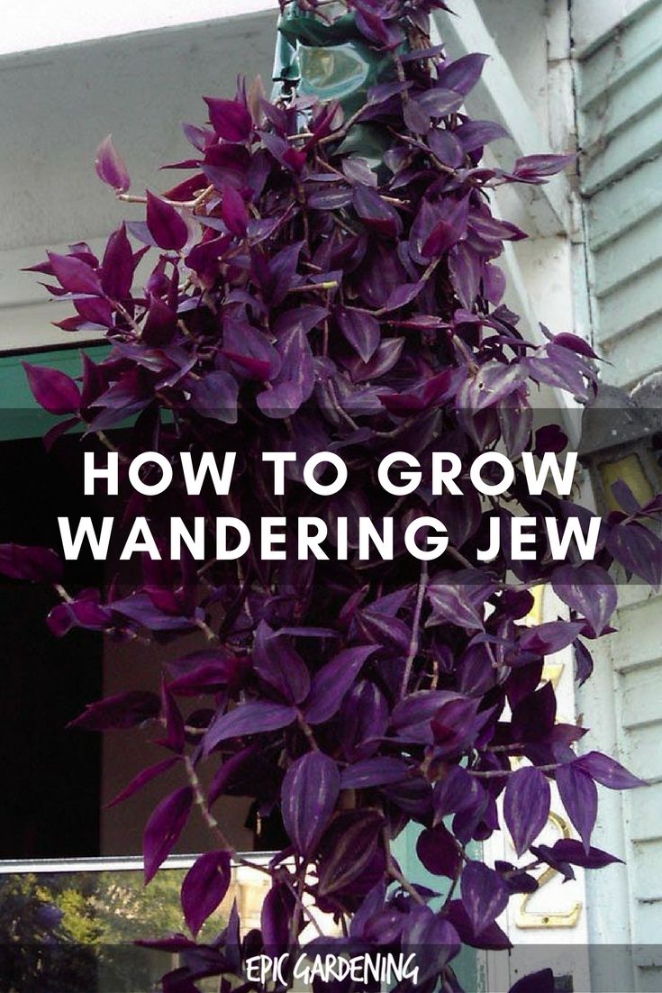 What Is Purple Wandering Jew? Care Tips