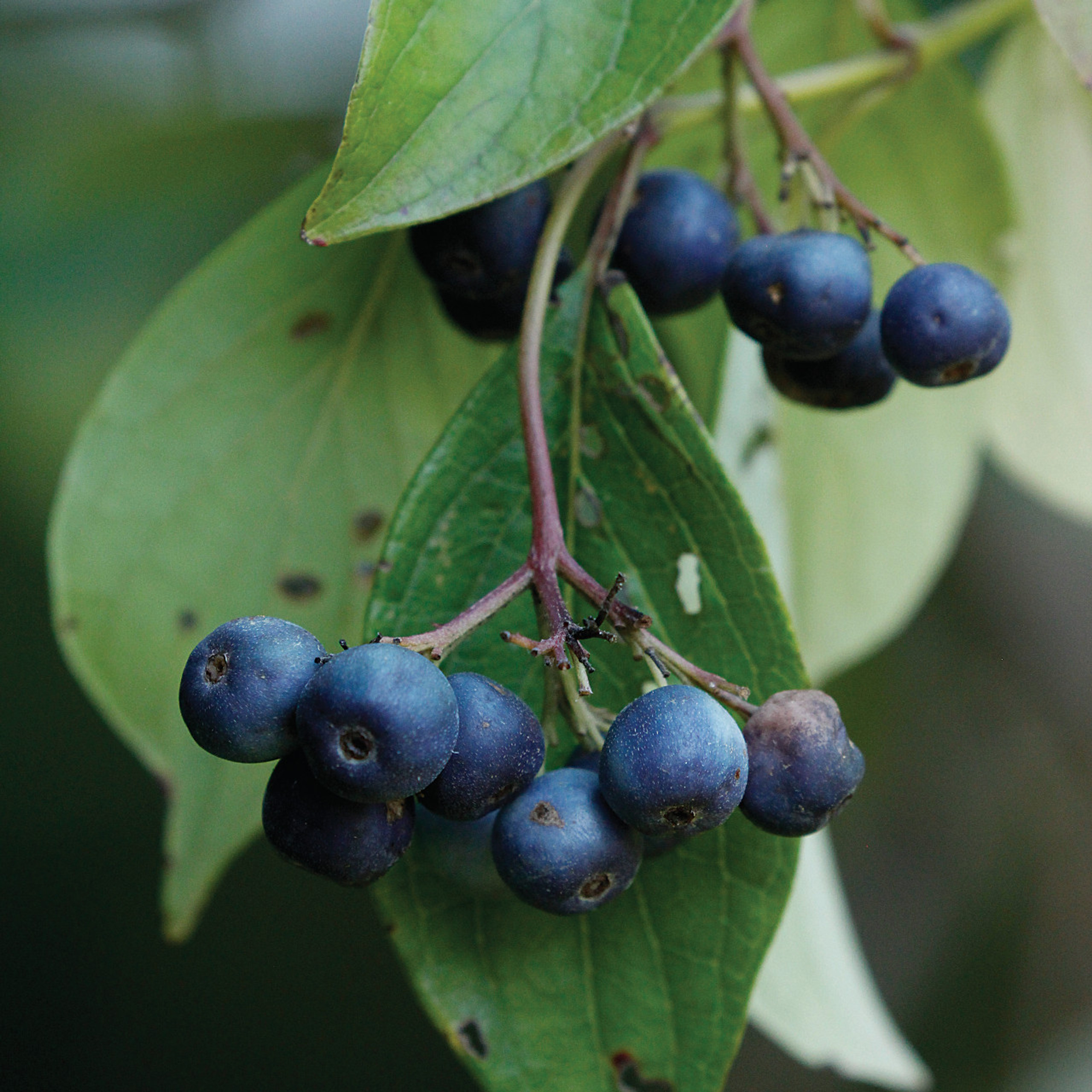 What Is Silky Dogwood? Cornus Amomum Care Tips