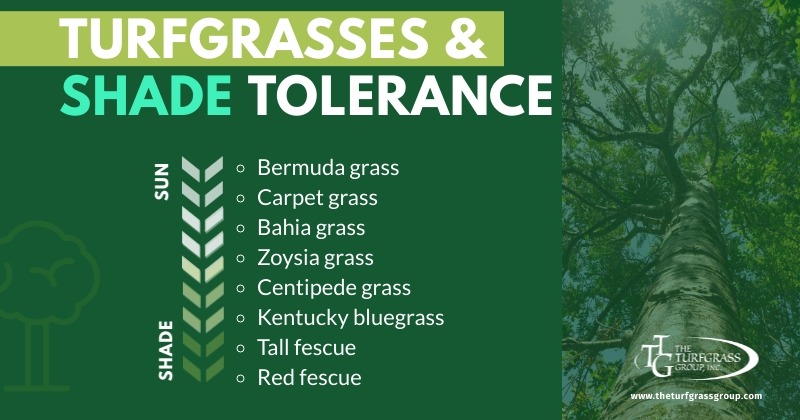 What Is The Best Turf For Shade The Turfgrass Group Inc