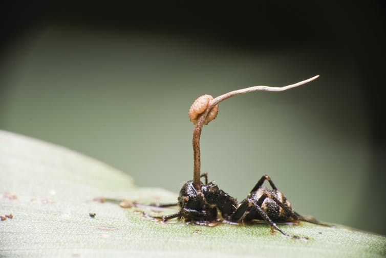 How Does Ant Zombie Fungus Work? Control Tips - Neh Institute Hub