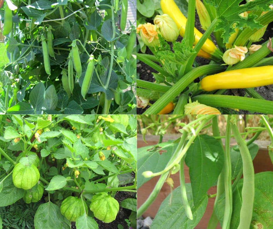 What Seeds Are In Vegetables? Easy Identification