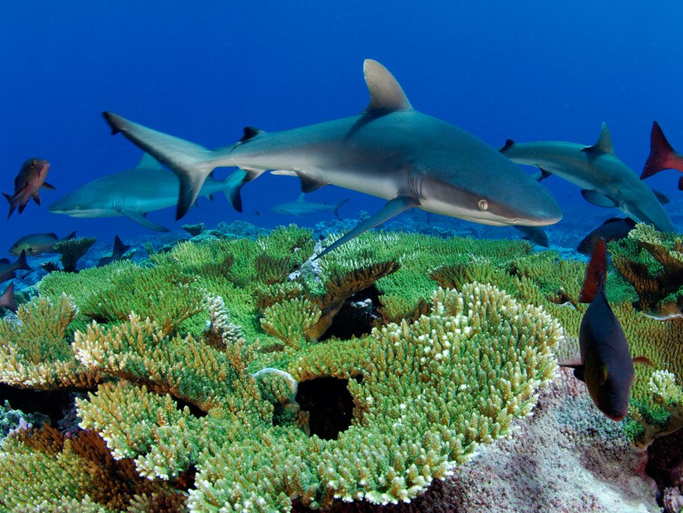 What Threats Whitetip Reef Shark? Conservation Facts