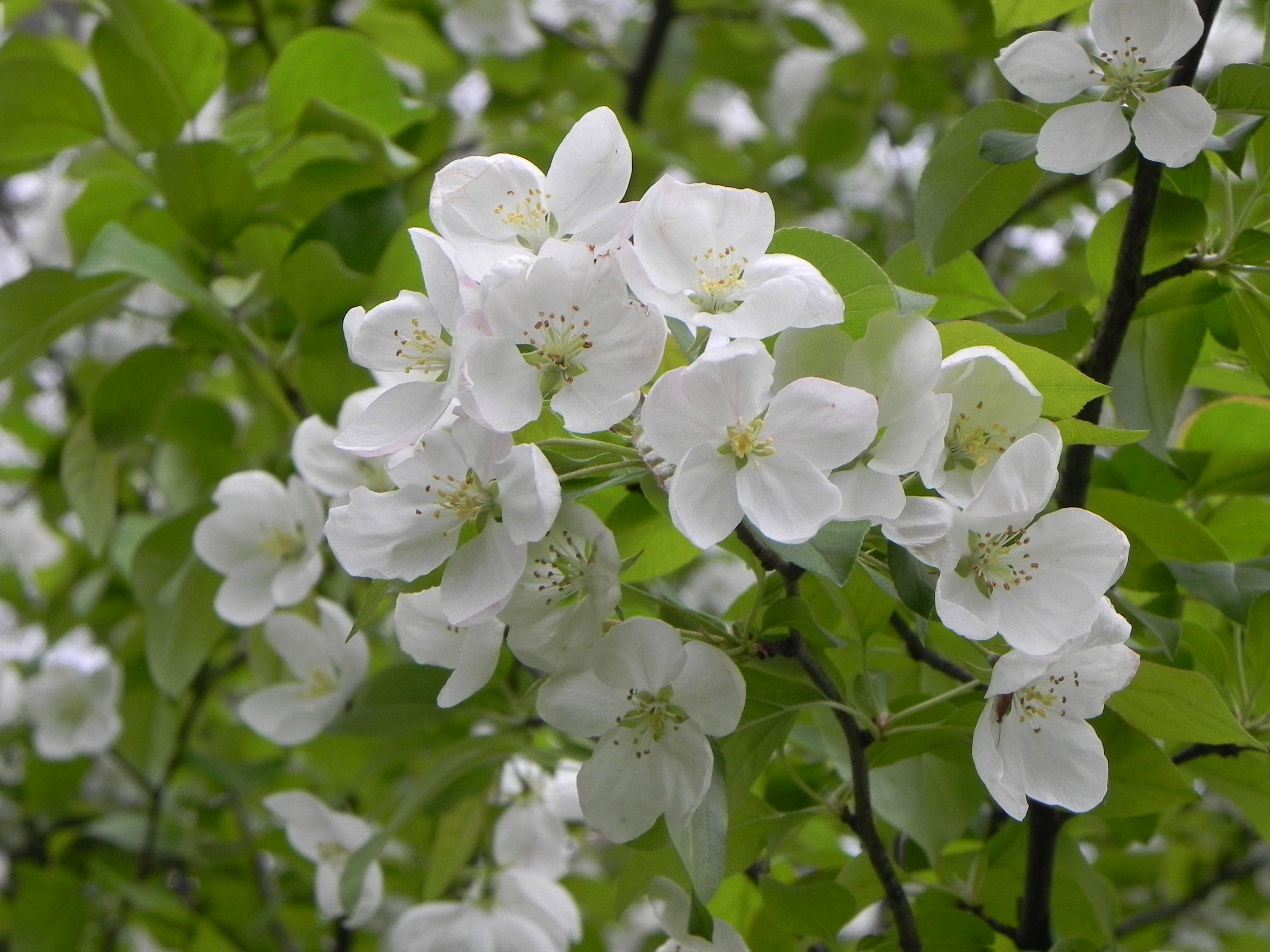 What Trees Have White Flowers? Identification Guide