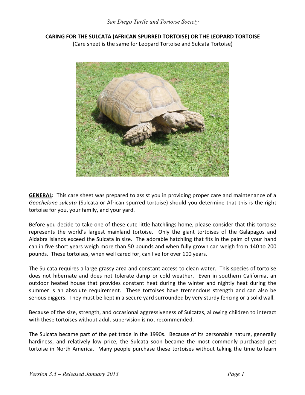 What's African Spurred Tortoise Care? Easy Tips