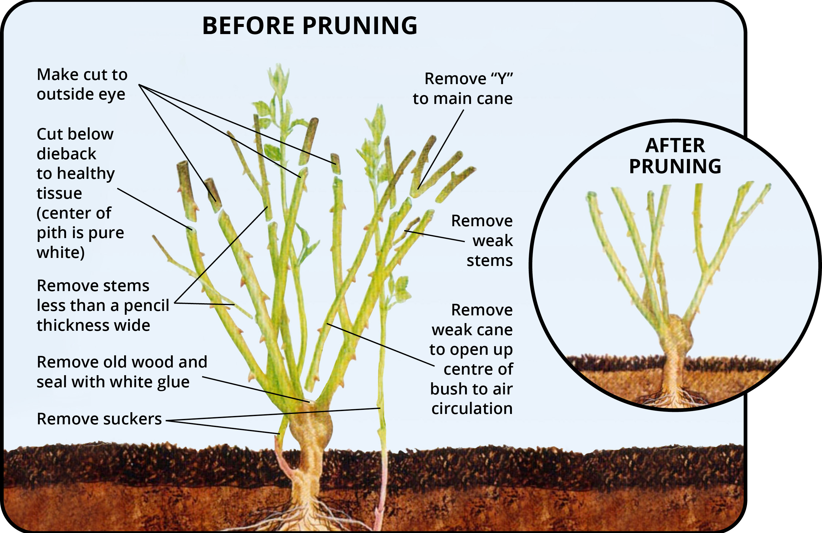 When And How To Prune A Rose Bush An Easy Step By Step Guide Rose Bush Pruning Roses When To