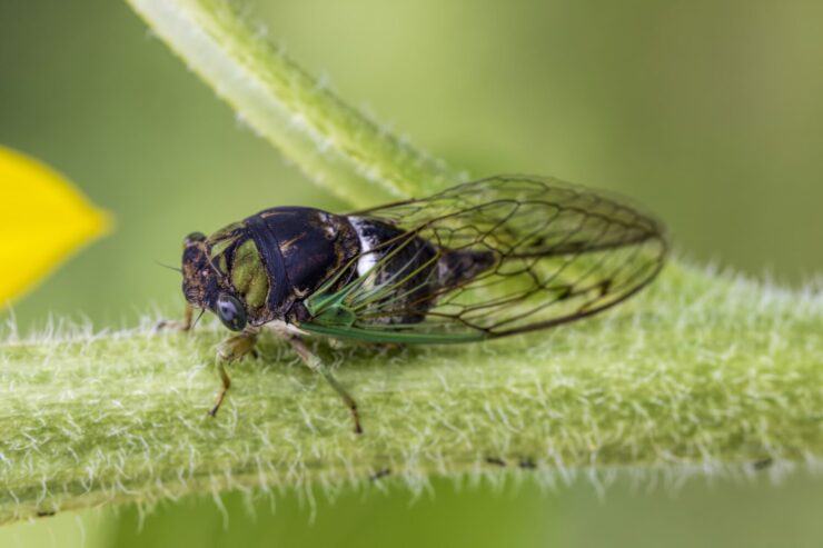 When Do Locusts Vs Cicadas Appear? Seasonal Guide