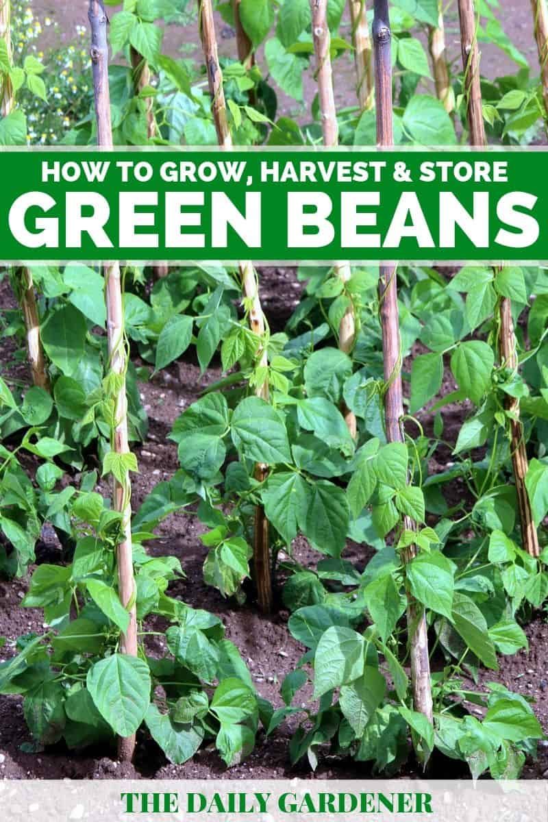 When Plant Green Beans? Success Tips