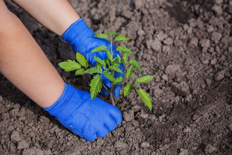 When To Add Calcium For Tomatoes? Grow Tips