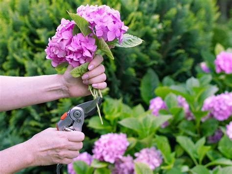 When To Cut Hydrangeas