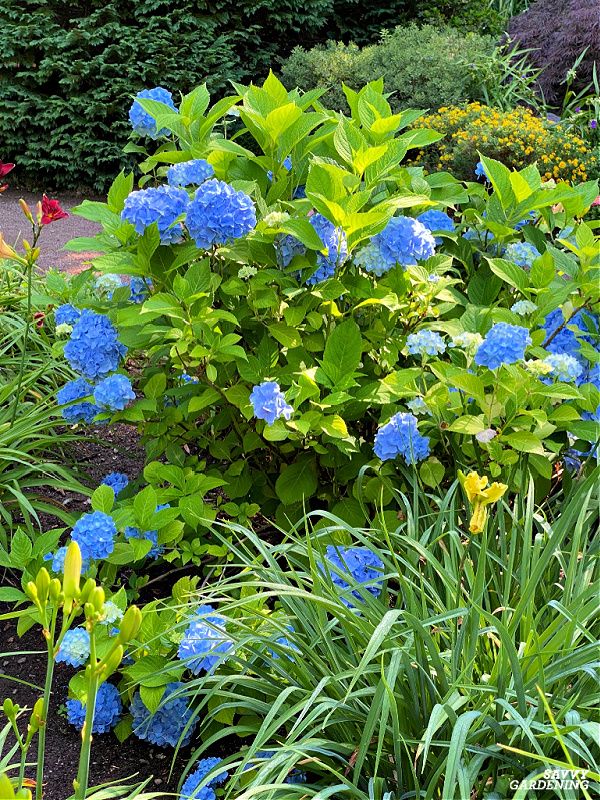 When To Plant Hydrangeas - Neh Institute Hub