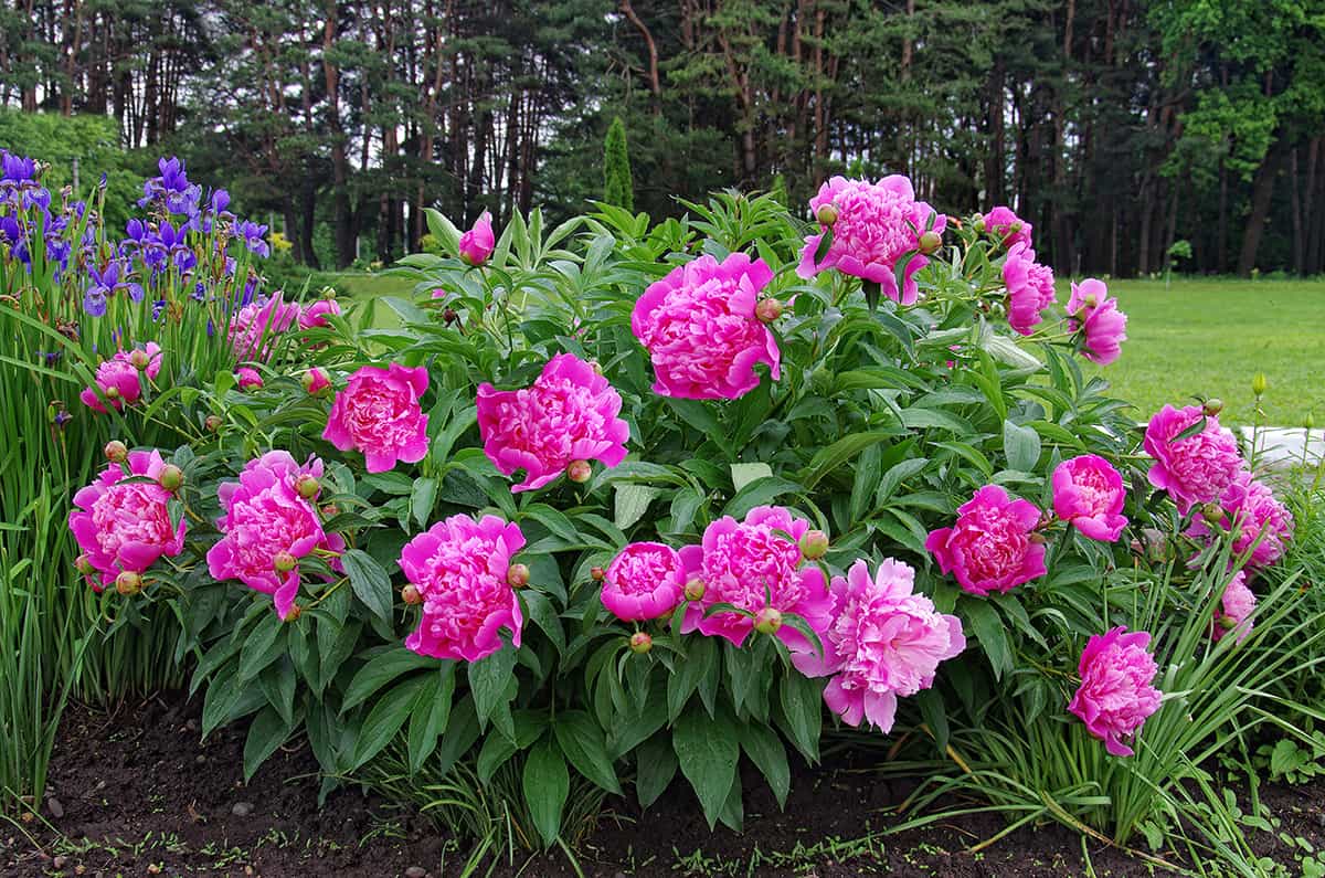 When To Plant Peonies? Best Time Guide