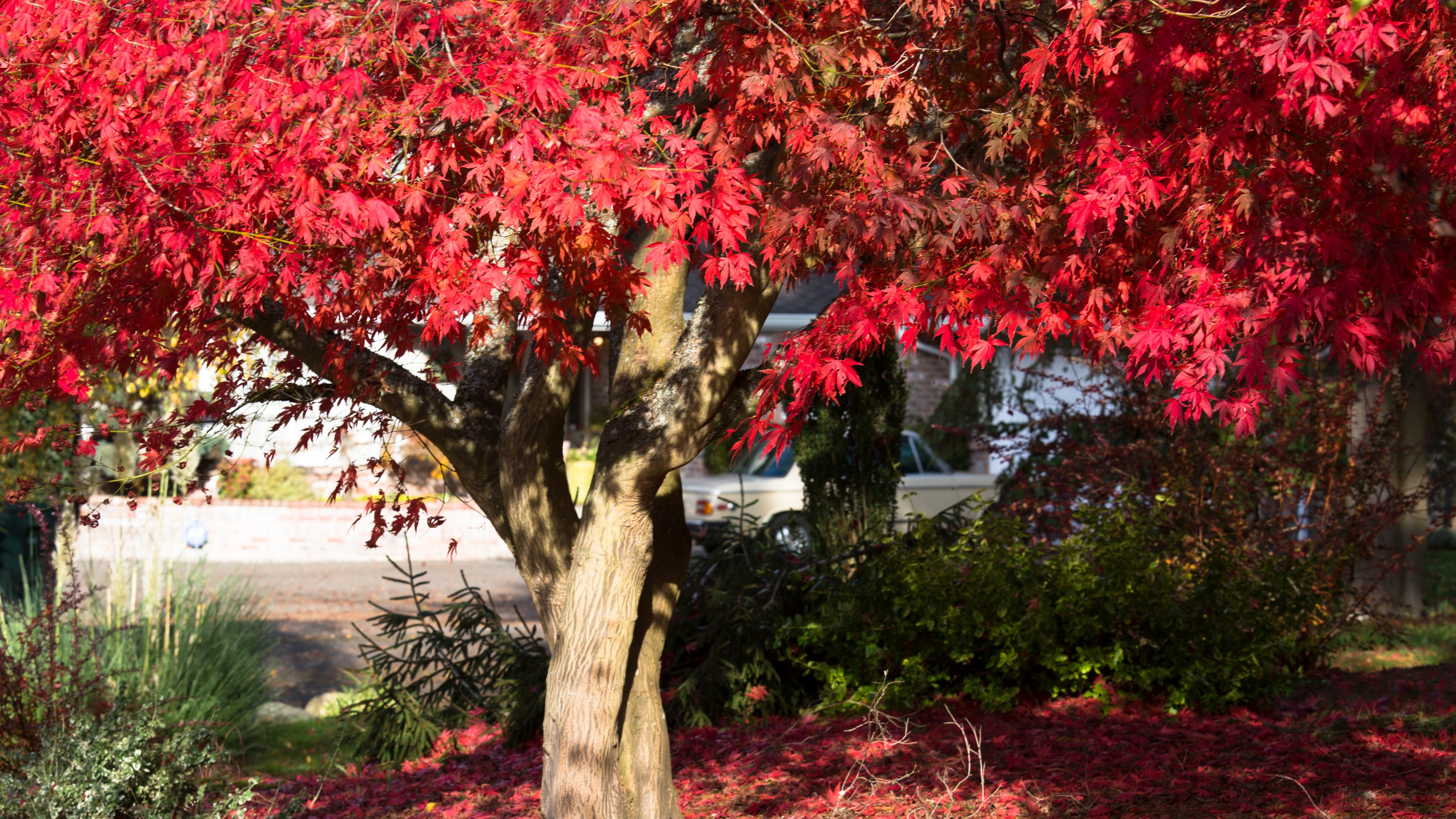 When To Prune Acers For Healthy Vibrant Maple Leaves Ideal Home