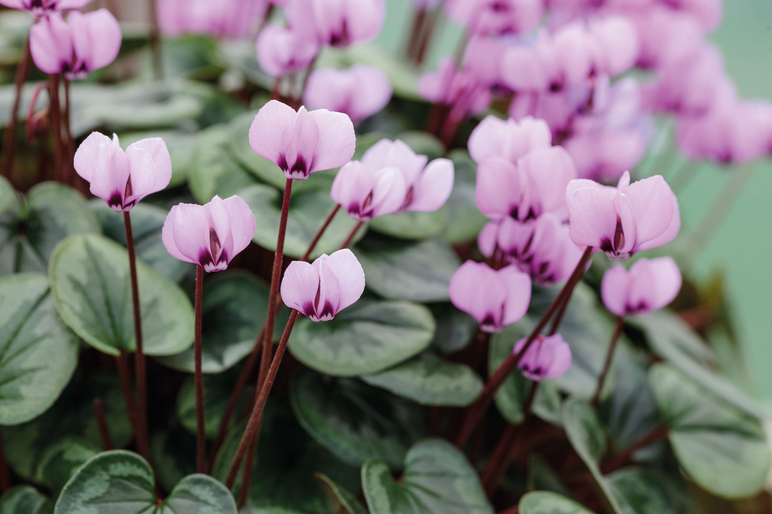 White Cyclamen Plant: Easy Care Tips