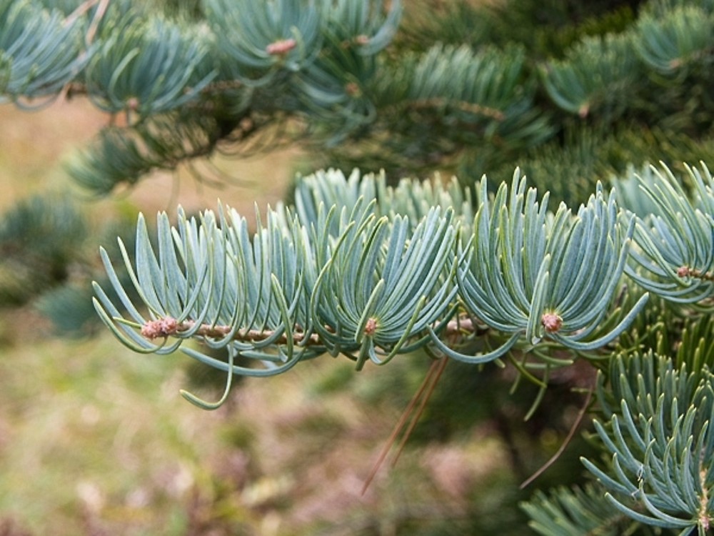 White Fir Concolor Fir Plant Trees In Full Sun To Light Shade With