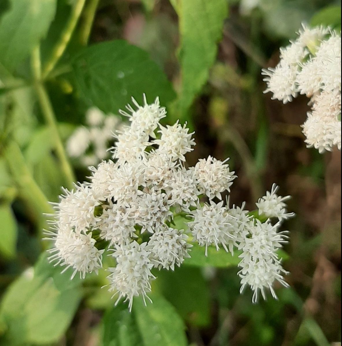 White Snakeroot Ageratina Altissima