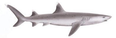 Whitetip Shark Facts Both Whitetip Reef Sharks And Oceanic Whitetip Sharks Animal Fact Files