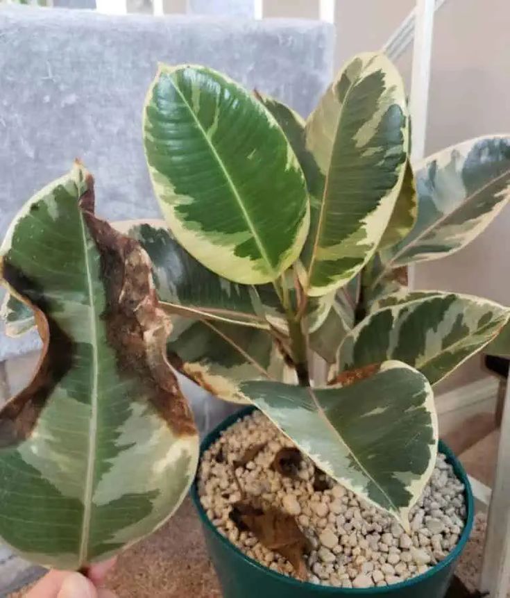 Why Are My Audrey Ficus Leaves Turning Yellow Identifying And Treating