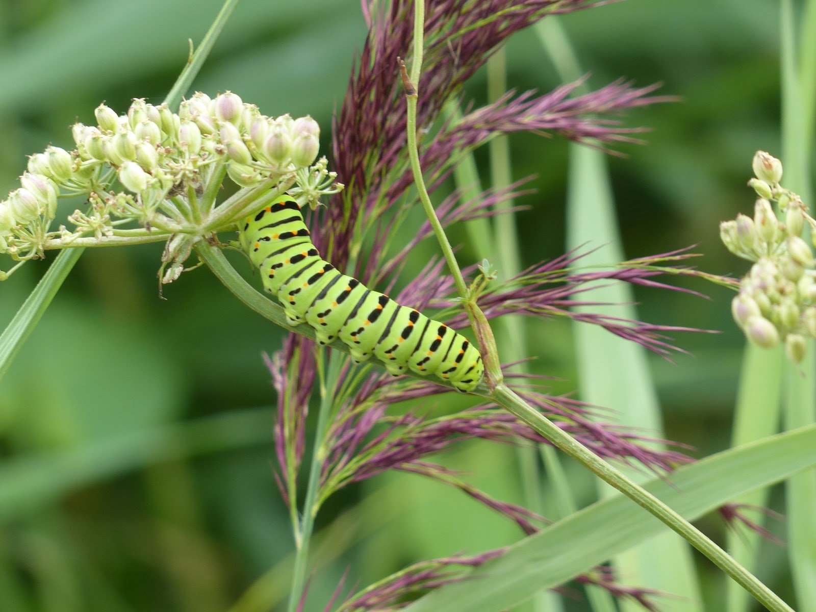 Wild And Wonderful Lepidoptera Swallowtail Caterpillars In Norfolk