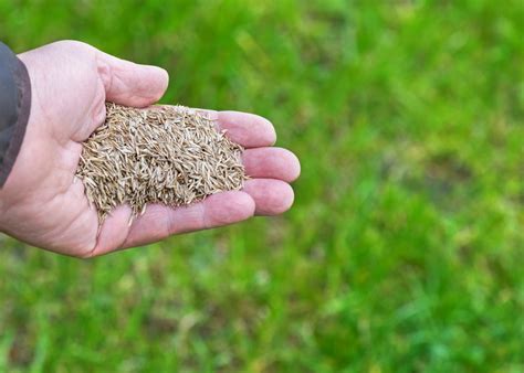 Winter Grass Seed