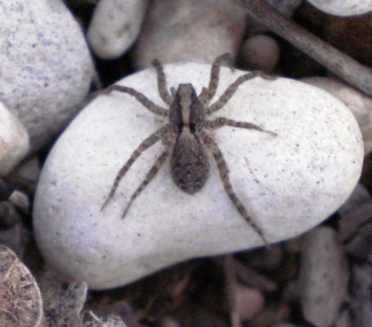 Wolf Spider Texas Wolf Spider Spider Spider Species