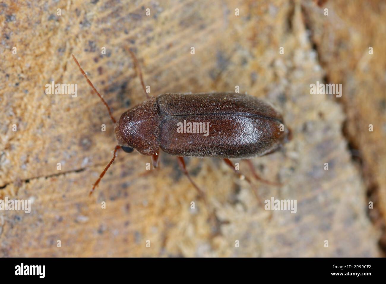 Woodboring Beetle Wood Borer Anobiidae Ernobius On Wood High