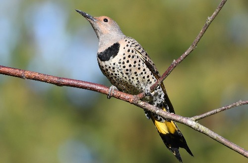 Woodpeckers In Pennsylvania 7 Most Common With Pictures