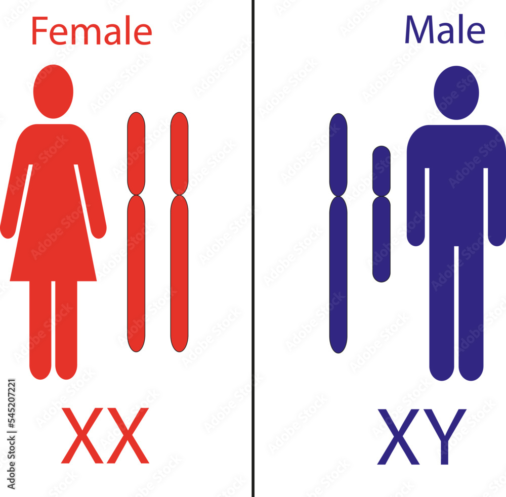 X And Y Chromosomes Gender