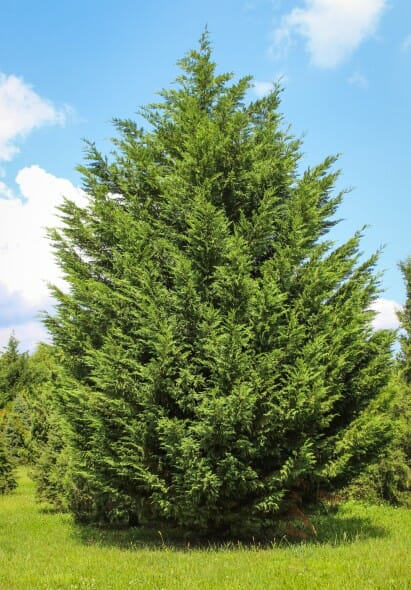 X Cupressocyparis Leylandii Leyland Cypress Castlewellan Growing Care Guide For Gardeners