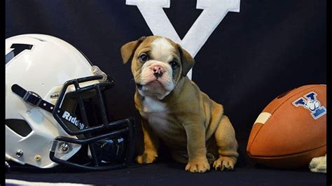 Yale Introduces New Mascot Handsome Dan Xviii Fox61 Com