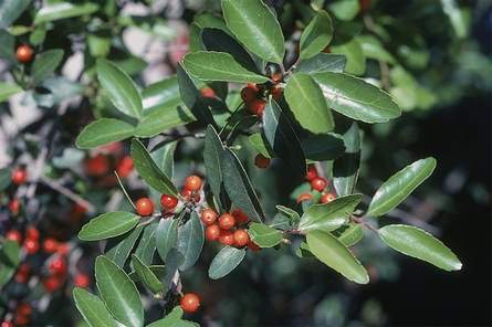 Yaupon Holly Tea