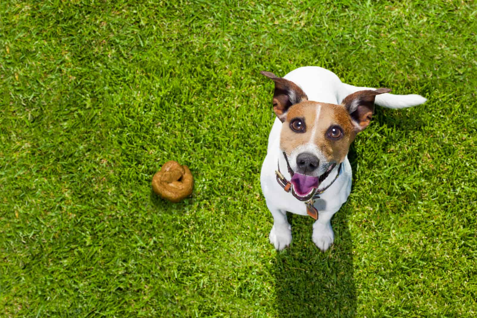 Yellow Dog Poop 7 Possible Reasons And How To Help