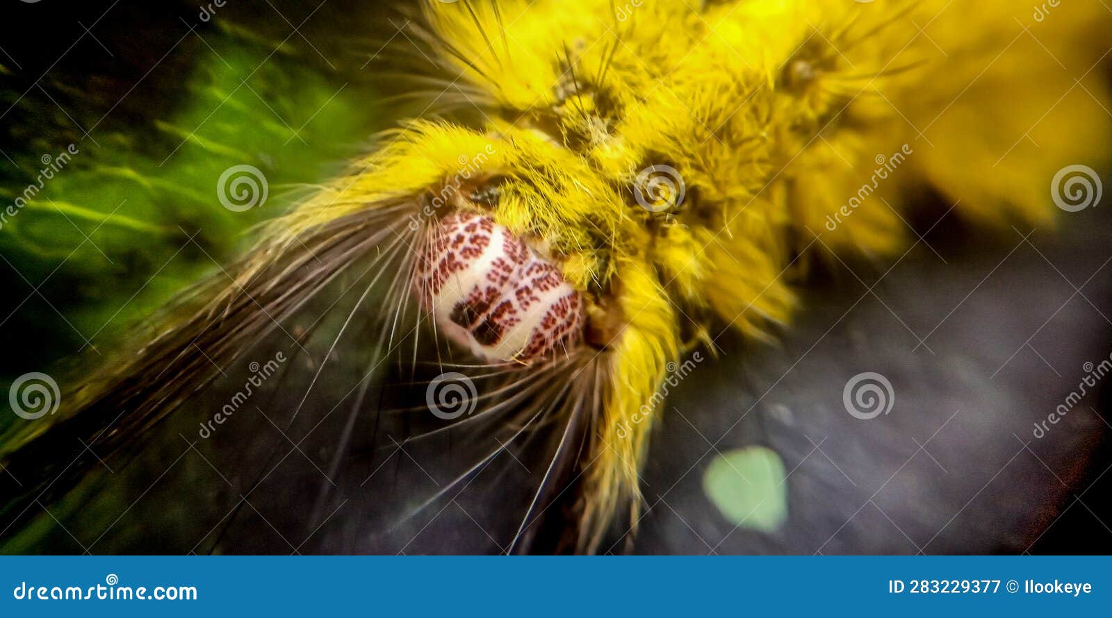 Yellow Fuzzy Caterpillar Moving Around A Deck Railing Stock Image