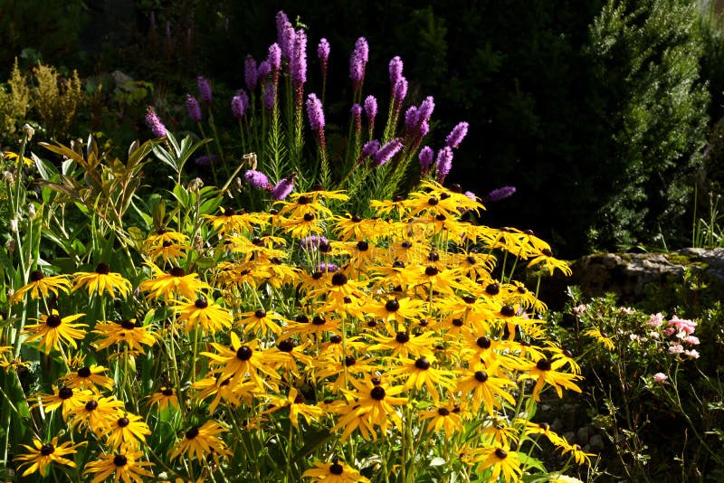 Rudbeckia Fulgida Fulgida - Neh Institute Hub