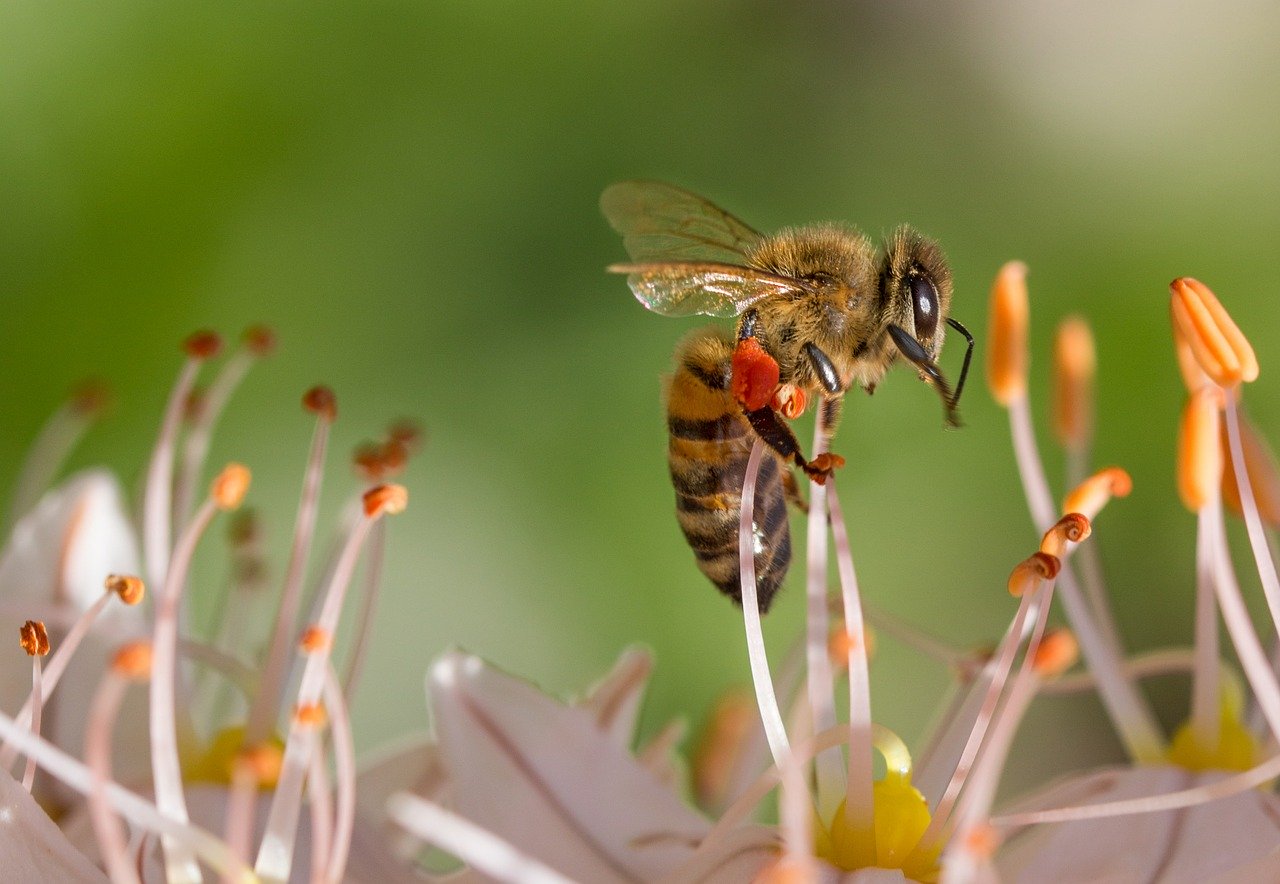 Yukoners Noticing More Stinging Insects And Stings This Summer