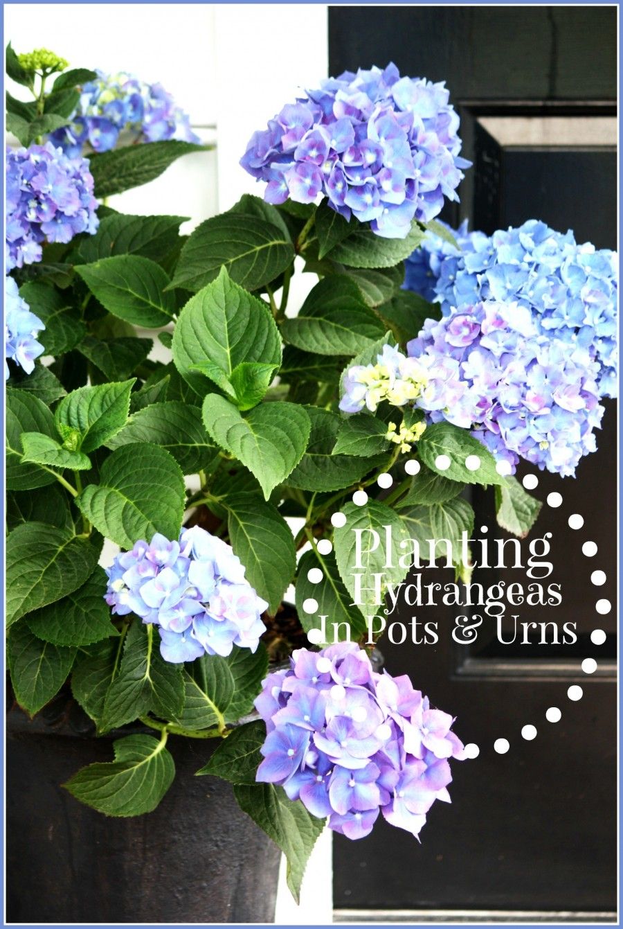 Zachary Fuller Planting Flowers For Beginners In Pots Planting Hydrangeas In Pots And Urns